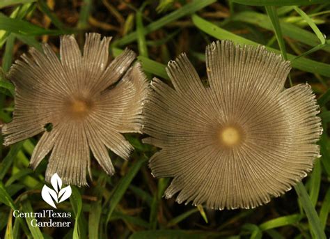 Mushrooms Your Gardens Best Friend Central Texas Gardener
