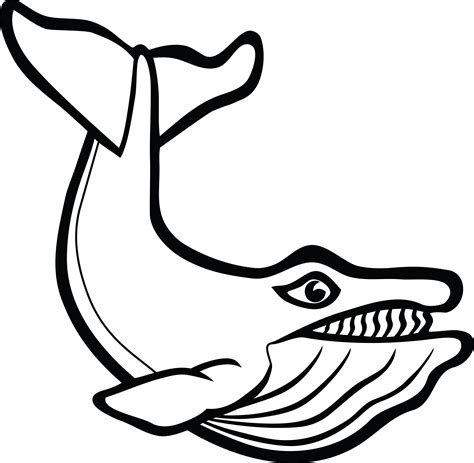 Free Clipart Of A Whale Gambar Ikan Paus Hd Hitam Putih Png