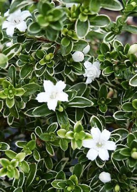 Serissa Foetida Variegata Plant Care Growing Basics Water Light Soil Propagation Etc