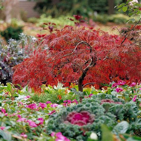 18 Small Trees That Will Add Tons Of Color To Your Landscape Japanese