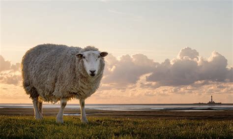 Download Horizon Nature Landscape Animal Sheep Hd Wallpaper