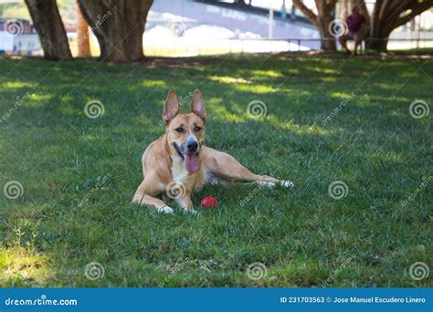 Medium Sized Dog Lying On The Grass In The Park The Dog Has A Red Ball