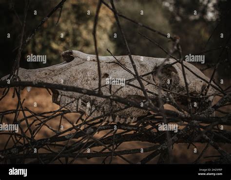 Dead Horse Head Skull On Tree Branches In Bush Stock Photo Alamy