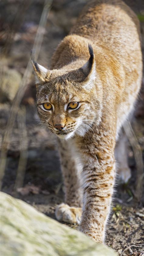Download Wallpaper 2160x3840 Lynx Big Cat Predator Wildlife Samsung