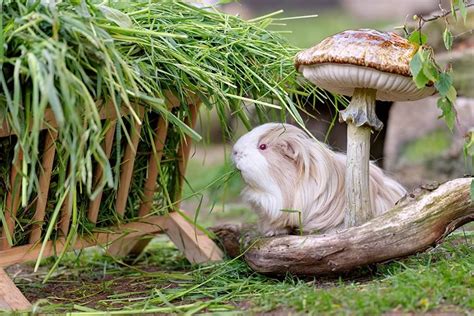 Some species of mushrooms can be very toxic to these animals. So cute! But I would be worried that my piggie could eat ...