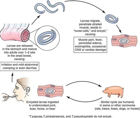 Tissue Nematode Infections Parasitic Infections