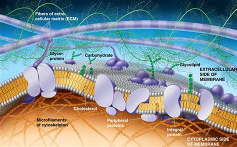 Bioquimica Breve Resumen De Las Membranas Biologicas Estructura Y Funcion