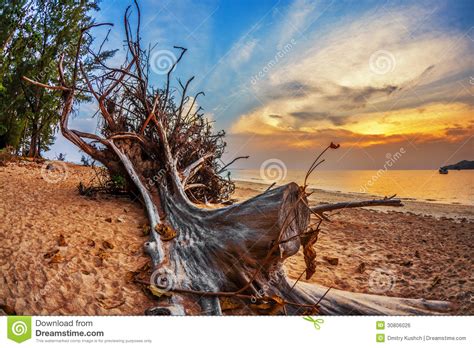 Tropical Beach At Sunset Stock Photo Image Of Cloud 30806026