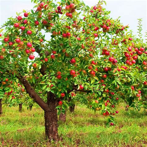 Apple Tree Hillside Health