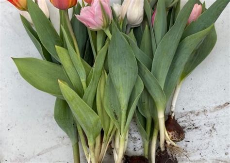 How To Plant Tulip Bulbs 8 Steps The Tech Edvocate