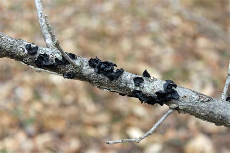 Black Fungus On Ash Tree By Gmdwilcox On Deviantart