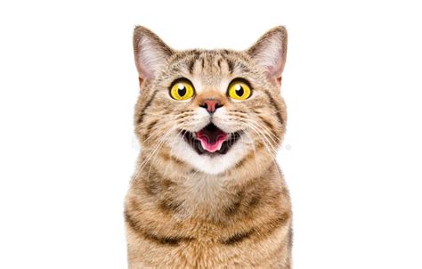 Retrato De Un Gato Sonriente Feliz Escocés Recto Imagen De Archivo