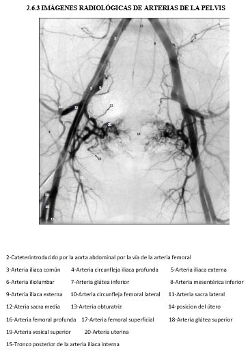 Blog De Anatomía Radiológica Humana Unad Grupo 15400311