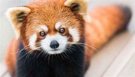 Why Are The Red Pandas Endangered Sciencing