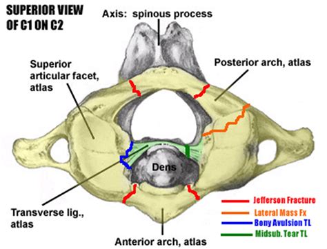 Dens Anatomy
