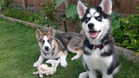 They will run out of the nursery into the play yard and wait for me to pick them up and put them in the play ring so they can eat. female husky puppies for sale | Thetford, Norfolk | Pets4Homes