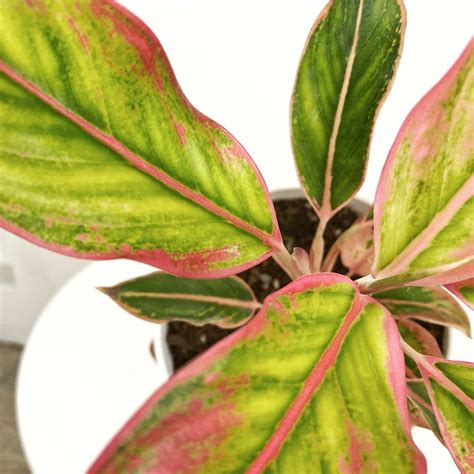Aglaonema Pink Aurora Pots For Plants