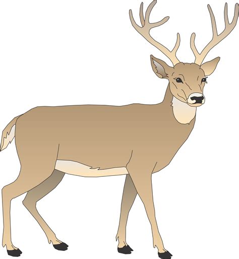Free Cartoon Pictures Of Deer Download Free Cartoon Pictures Of Deer