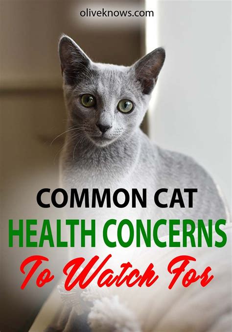 Common Cat Health Concerns To Watch For There Is No Specific Way To