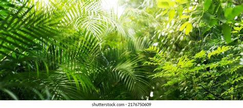 Closeup Lush Green Tropical Vegetation Jungle Stock Photo 2176750609