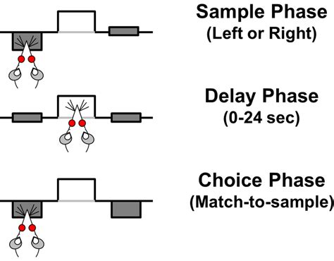 Schematic Of Delayed Response Working Memory Task Each Trial Of The Download Scientific