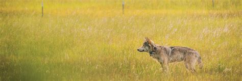 The Wolf That Discovered California Science Smithsonian Magazine