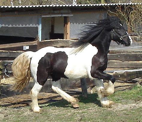 He has had extensive training with world renown gypsy vanner horses are one of the most beautiful horse breeds in the world. Friesian Colt | Cayenne Friesian Horses for Sale - Gypsy MVP
