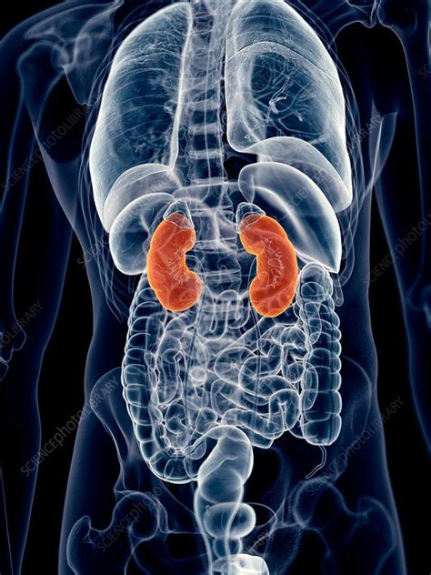 Human Kidneys Stock Image F0163063 Science Photo Library