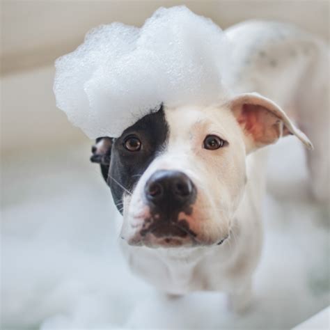 Maybe you would like to learn more about one of these? Can I Use Human Shampoo On My Dog? | Groomers | Blog