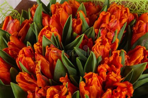 Orange Tulips Bouquet Stock Photo Image Of Blossom 111652434
