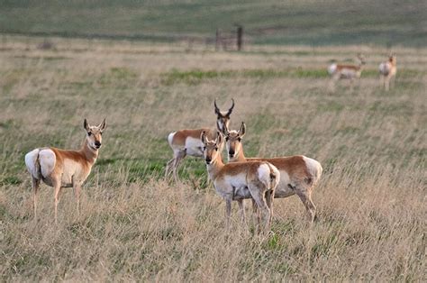 Pronghorn Antelope Landpks