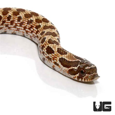 Baby Western Hognose Snakes Heterodon Nasicus For Sale Underground