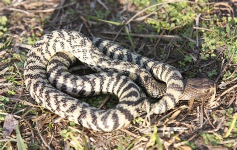 The snake is usually shy. Zebra Spitting Cobra Facts and Pictures