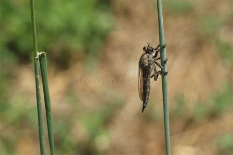Specimen Gadfly Stock Photos Free And Royalty Free Stock Photos From