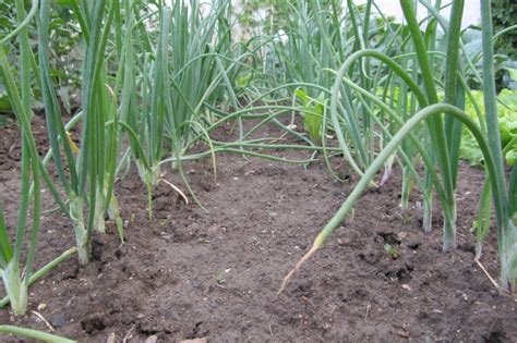 Cultivo De Cebolla Aprende A Cultivar Tu Planta De Cebolla En Casa