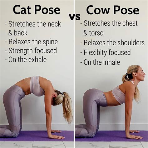 Make sure you are wearing cloths you can move and stretch in. Cat And Cow Pose Yoga Pregnancy : The Cat-Cow Yoga Stretch ...