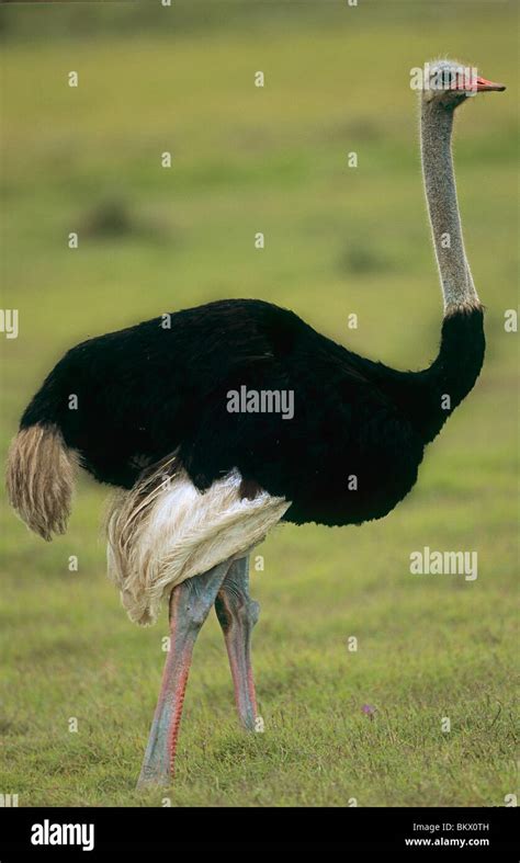 Ostrich Standing Meadow Struthio Camelus Stock Photo Alamy