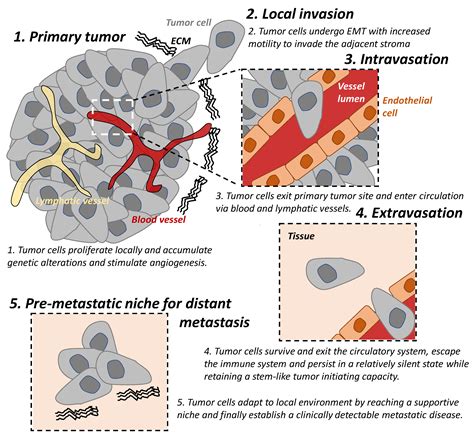 Cancers Free Full Text The Role Of Innate Immune Cells In Tumor Invasion And Metastasis