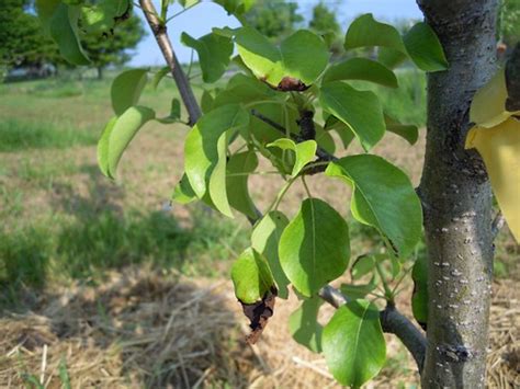 Check spelling or type a new query. Early symptoms of fire blight?