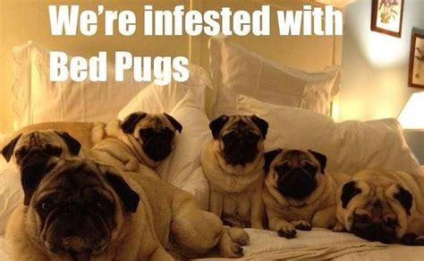 552 Best Funny Pug Dog Memes Lol Images On Pinterest