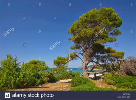 Aleppo Pine Pinus Halepensis Tree High Resolution Stock Photography And