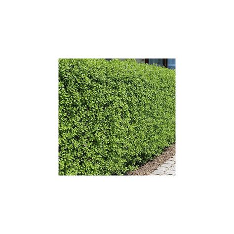 Buy Ligustrum Ovalifolium Green Privet Bare Root Hedge Green