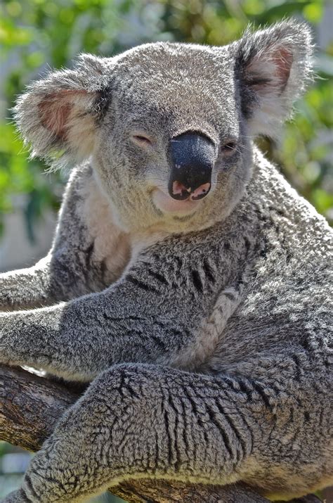 Smiling Koala Deborah Derrick Flickr