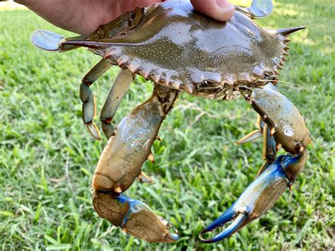 Crabbing Along Texas Coast Geared Toward Simplicity Fun Food
