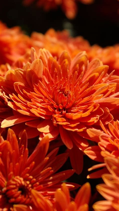 Orange Chrysanthemum Flowers Bloom 720x1280 Wallpaper