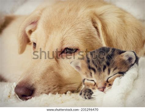 Puppy Kitten Sleeping Stock Photo Edit Now 231296470