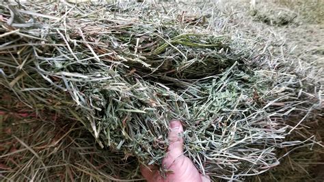 Premium Alfalfa Grass Mix Horse Quality Large Square Aden Brook