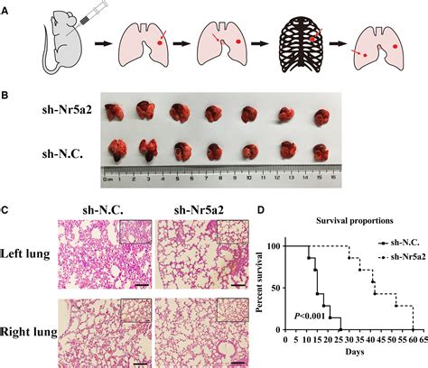 Nr5a2 Promotes Cancer Stem Cell Properties And Tumorigenesis In