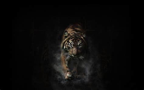 Angry Tiger Hd Wallpapers X