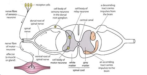Cross section spinal cord diagram labeled. Spinal cord | Spinal cord, Spinal, Human anatomy chart